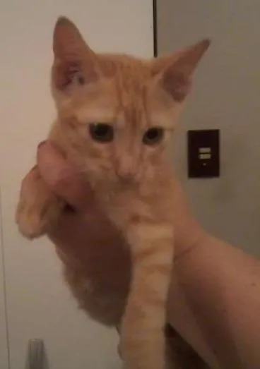 Gato ra a  idade 2 a 6 meses nome Gatinhos