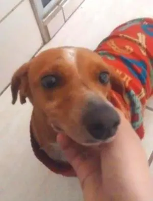 Cachorro raça dachshund idade 5 anos nome Dolly