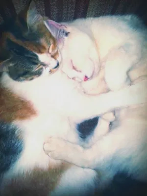 Gato raça MISTURA DE PERSA  idade 7 a 11 meses nome principe princesa