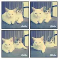 principe princesa
