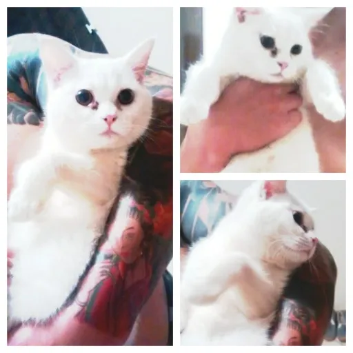 Gato raça MISTURA DE PERSA  idade 7 a 11 meses nome principe princesa