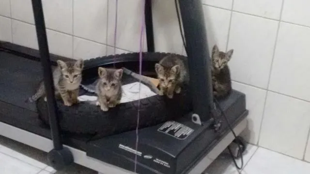 Gato ra a srd idade 2 a 6 meses nome Nicolas, Catarina, 