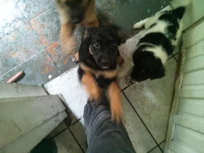 Cachorro ra a  idade Abaixo de 2 meses nome Ainda Indefinido