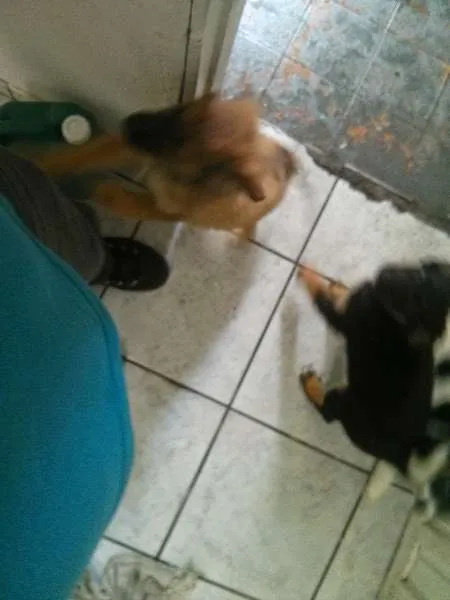 Cachorro ra a  idade Abaixo de 2 meses nome Ainda Indefinido