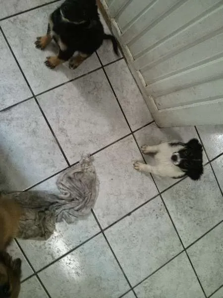 Cachorro ra a  idade Abaixo de 2 meses nome Ainda Indefinido