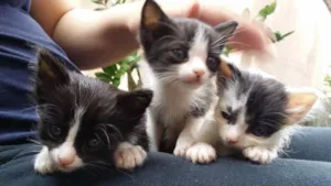 Gato raça Não definida idade Abaixo de 2 meses nome Raul , Dastan, Jasmin