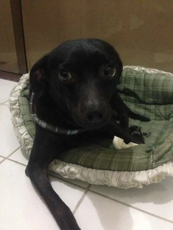 Cachorro ra a SRD idade 1 ano nome Pretinha Monalisa