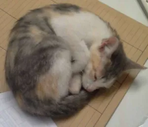 Gato raça Não definida idade 2 a 6 meses nome Sem nome