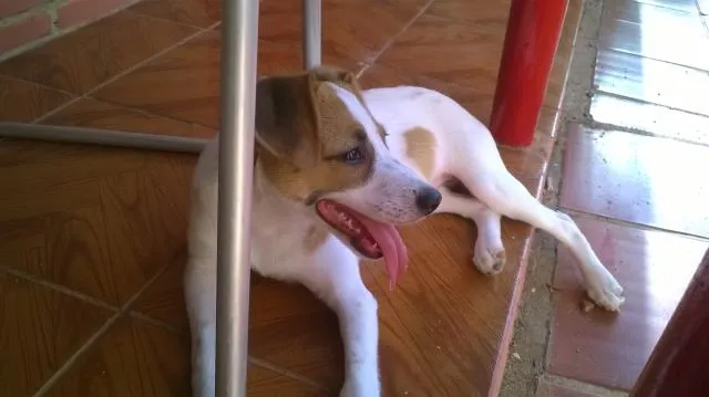 Cachorro ra a vira-lata idade 2 a 6 meses nome Didy