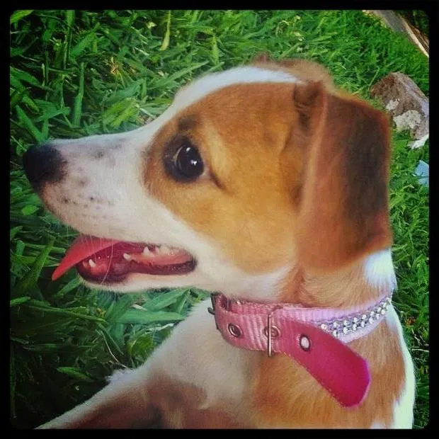Cachorro ra a vira-lata idade 2 a 6 meses nome Didy