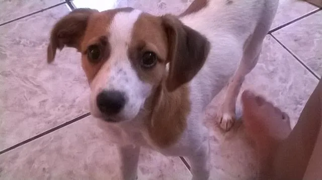Cachorro ra a vira-lata idade 2 a 6 meses nome Didy