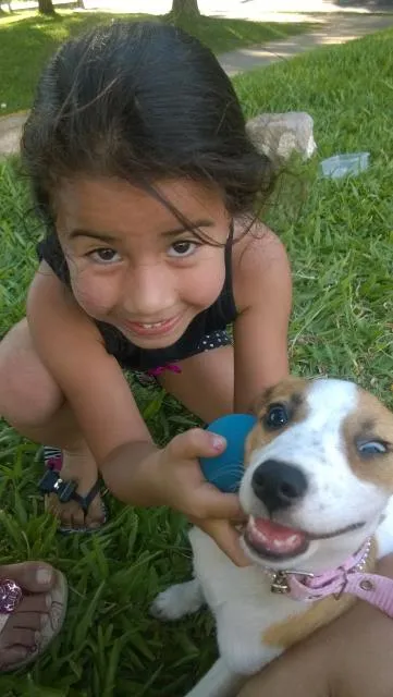 Cachorro ra a vira-lata idade 2 a 6 meses nome Didy