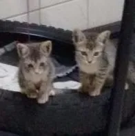 Gato ra a srd idade 2 a 6 meses nome Nicolas, Catarina, 