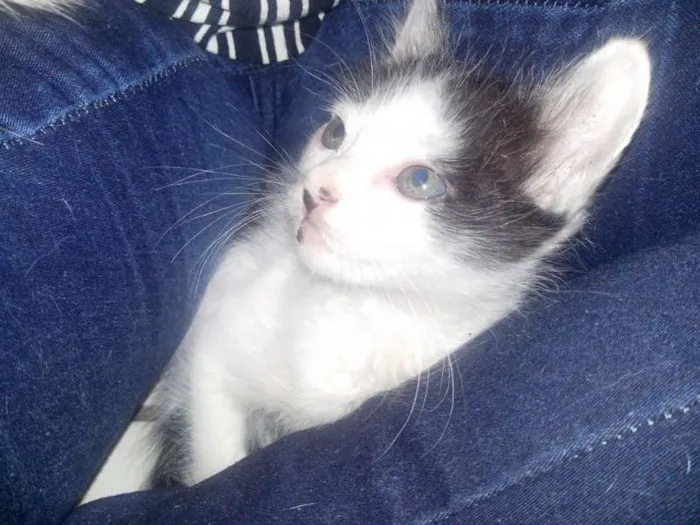 Gato ra a SRD idade Abaixo de 2 meses nome Nina