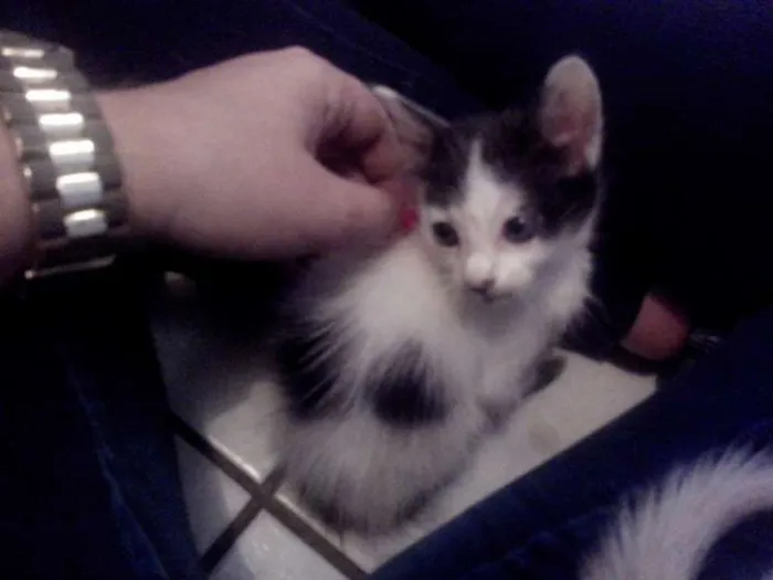 Gato ra a SRD idade Abaixo de 2 meses nome Nina
