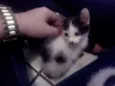 Nina