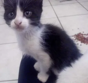 Gato raça SRD idade Abaixo de 2 meses nome Nina
