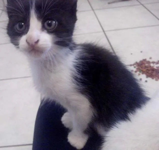 Gato ra a SRD idade Abaixo de 2 meses nome Nina