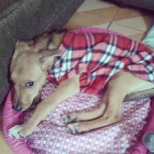Cachorro raça Vira lata idade 7 a 11 meses nome PITUXA