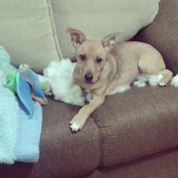 Cachorro raça Vira lata idade 7 a 11 meses nome PITUXA