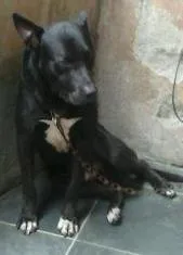 Cachorro raça Pit-Bull idade 1 ano nome Timão 