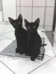 gatinhos lindos