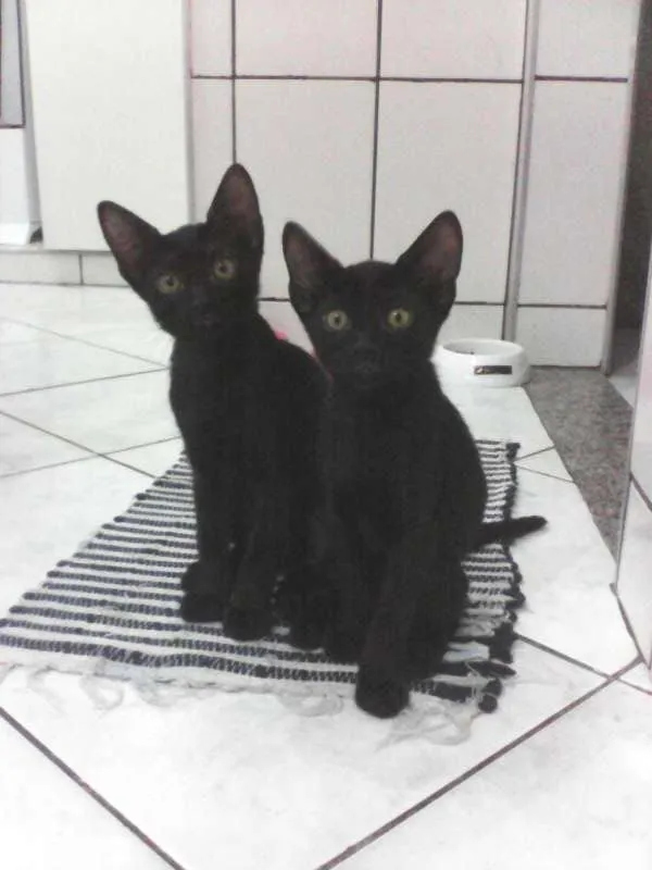 Gato raça  idade 2 a 6 meses nome gatinhos lindos