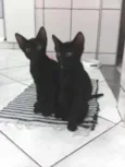 gatinhos lindos