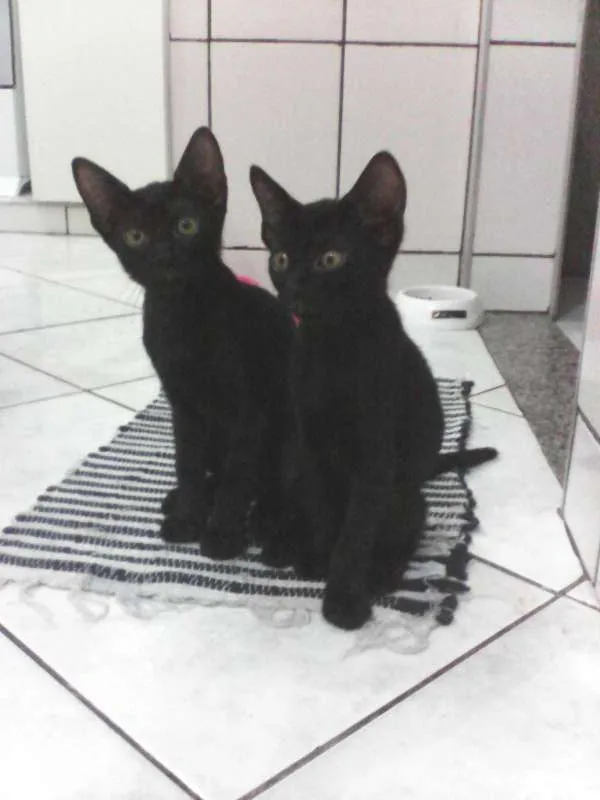 Gato raça  idade 2 a 6 meses nome gatinhos lindos