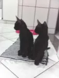 gatinhos lindos