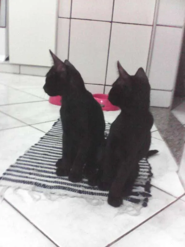 Gato raça  idade 2 a 6 meses nome gatinhos lindos
