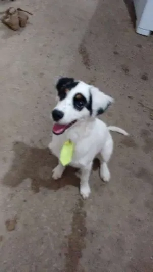 Cachorro raça SRD idade  nome THOR