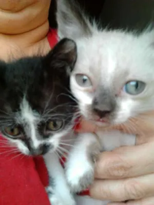 Gato raça  idade 2 a 6 meses nome Sem nome