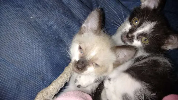 Gato raça  idade 2 a 6 meses nome Sem nome