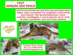 Cachorro raça SRD idade 2 anos nome Luly