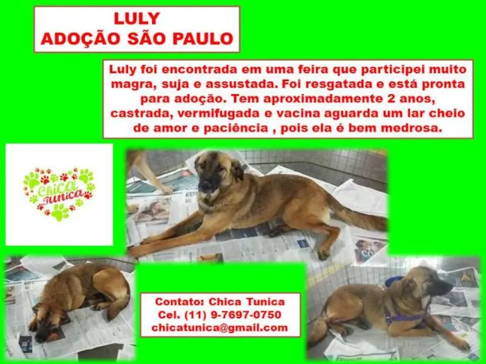 Cachorro ra a SRD idade 2 anos nome Luly