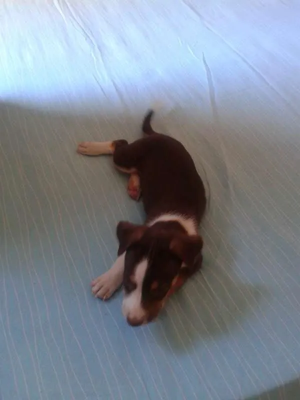 Cachorro ra a Mestiça idade 7 a 11 meses nome Mel