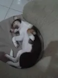 Mel