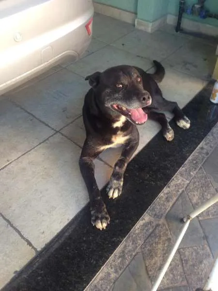 Cachorro ra a Não sei idade 6 ou mais anos nome Não tem