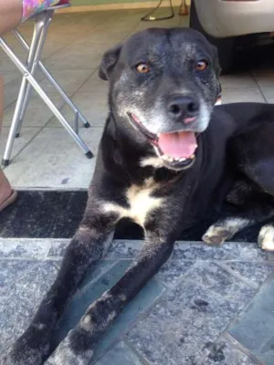 Cachorro raça Não sei idade 6 ou mais anos nome Não tem