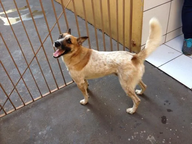 Cachorro ra a Srd. (Aparenta ser mestiço com red hiller)  idade  nome Thor