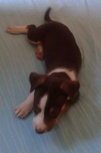 Cachorro ra a Mestiça idade 7 a 11 meses nome Mel