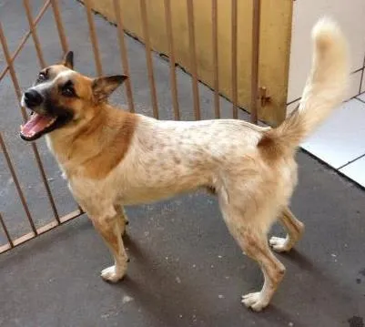 Cachorro ra a Srd. (Aparenta ser mestiço com red hiller)  idade  nome Thor