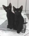 gatinhos lindos
