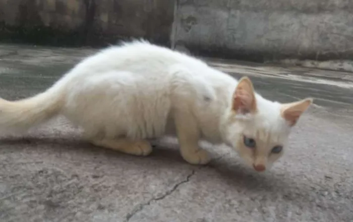 Gato ra a  idade 2 a 6 meses nome Sem nome