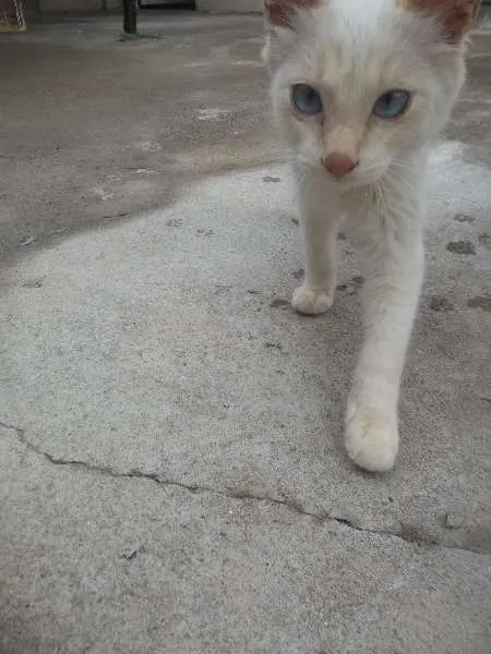 Gato ra a  idade 2 a 6 meses nome Sem nome