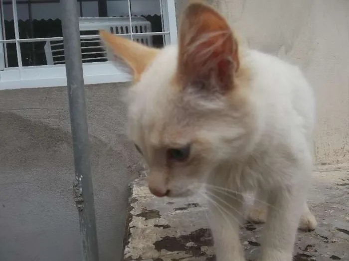 Gato ra a  idade 2 a 6 meses nome Sem nome