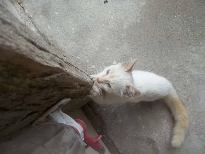 Gato ra a  idade 2 a 6 meses nome Sem nome