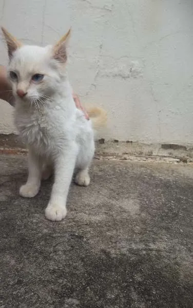 Gato ra a  idade 2 a 6 meses nome Sem nome