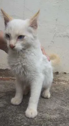 Gato raça  idade 2 a 6 meses nome Sem nome